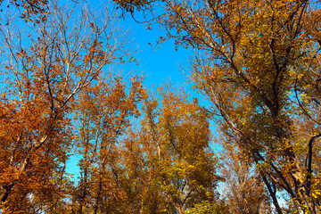 Tranquil woodland scene in the autumn season. Fall leaves and branches in October