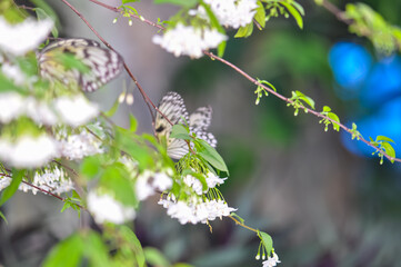 Beautiful butterfly sitting on a plant in Thailand
