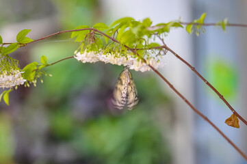 Beautiful butterfly sitting on a plant in Thailand