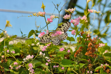 Beautiful butterfly sitting on a plant in Thailand