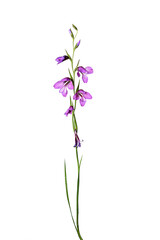 Obraz premium flower