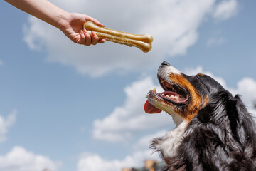 In the bright sunshine, a playful dog eagerly extends its paw to snatch a treat on a lovely day