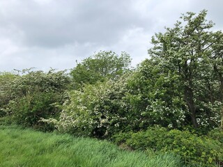 Hawthorn hedge in flower in May, North Yorkshire, England, United Kingdom