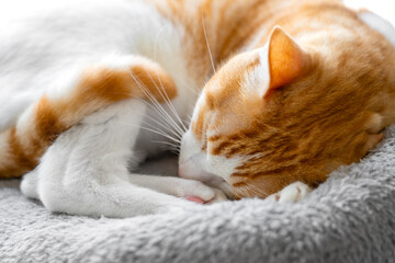 Sleeping orange and white cat curled up in a bed on a sunny morning. Whiskers of resting red kitten