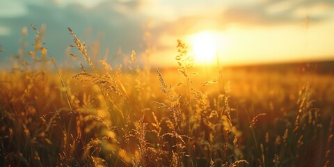 A field of tall grass with a bright sun in the sky