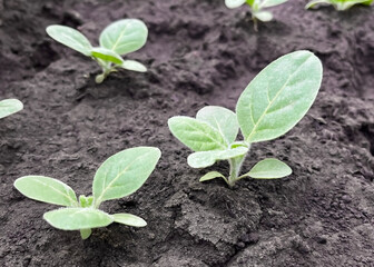small tobacco sprouts growing in the ground on a farm