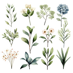  Plants in bloom. Watercolor style. Set botanic blossom wildflowers.