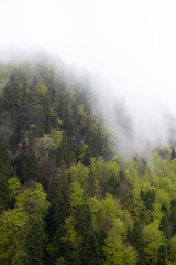 Scenic view of Trees on a mountainside with misty low cloud cover