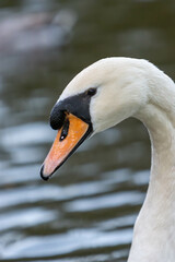 Obraz premium a white duck in a body of water near ducks looking around