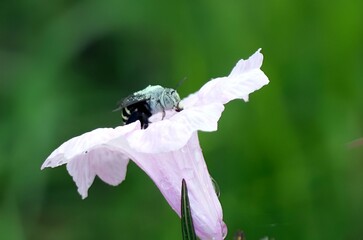 Insect rests on white garden flower