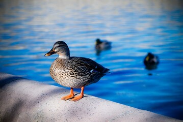 Duck standing near blue water