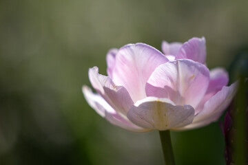 Fototapeta premium Close-up of a pink flower on the stem