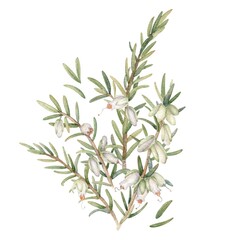 White Heather Branches with Flowers and Buds Bouquet. Watercolor floral composition for invitations, postcards and other stationery
