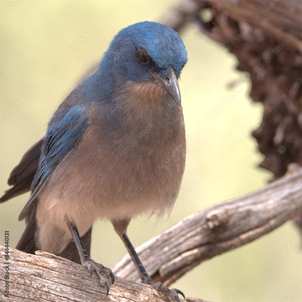 Canvas Prints Blue Mexican Jay perched on a branch