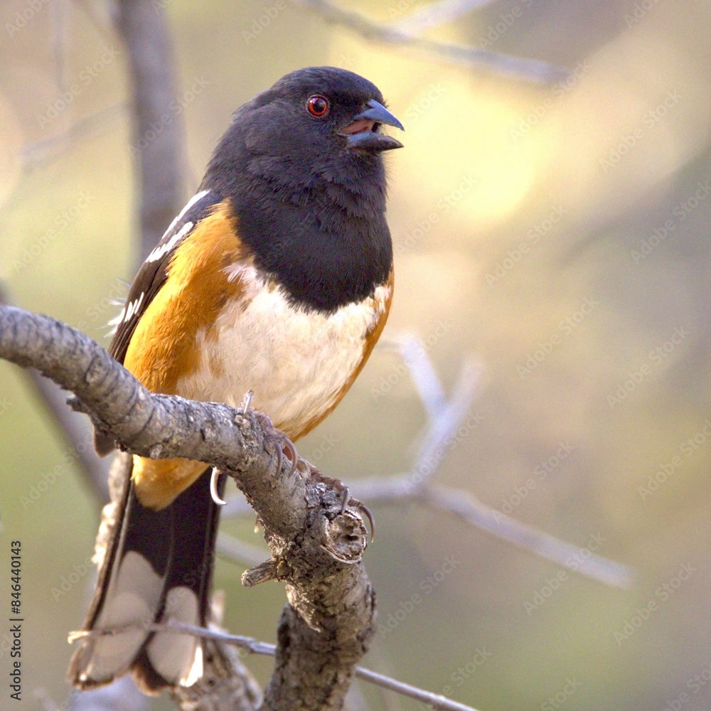 Canvas Prints Spotted Towhee on a tree branch