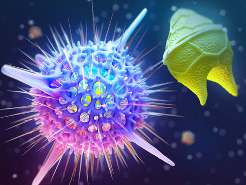Radiolarians and dinoflagellates symbiosis, illustration