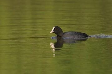 Coot peacefully gliding on a serene pond