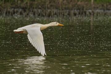 Aylesbury duck flying above the water's surface