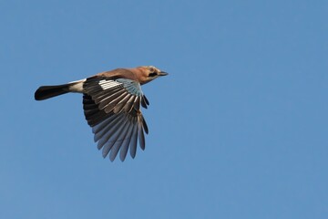 Eurasian jay soars gracefully with wings outstretched against a blue sky