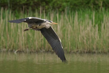 Grey heron flying over the water near reeds