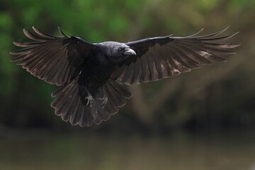 Carrion crow in flight against a blurry backdrop