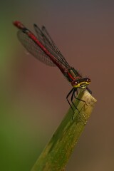 Closeup shot of a large red damselfly perched on plant tip