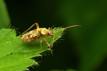 Closeup shot of a striped oak bug on a green leaf. Rhabdomiris Striatellus