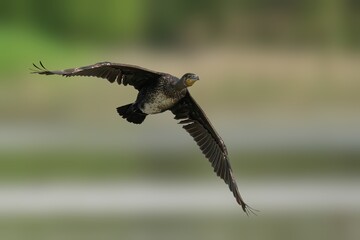 Great cormorant soars against a blurry backdrop