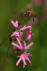 Honeybee hovers over a pink flower