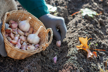 Cloves of garlic in wicker basket in worker’s hands, worker is planting cloves of garlic in ground in autumn time, preparing for growing homegrown garlic 