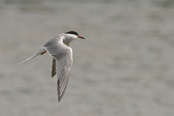 Fototapeta premium Common tern soars against a gray backdrop