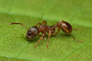 Common red ant perched on a green leaf