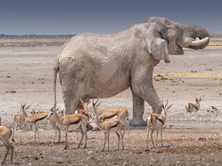 Elephant spraying itself with water as the springbok watch in Etosha National Park, Namibia