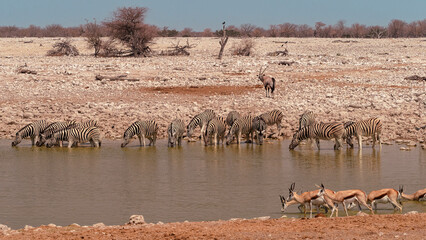 Zebra and springboks drinking from a watering hole in Etosha National Park, Namibia