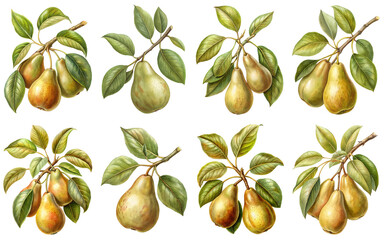Obraz premium Pear tree branch, vintage illustration, isolate transparent background PNG file