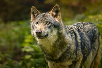 Wolf resting in grass near bushes.