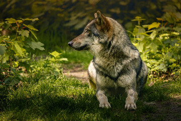 Wolf resting in grass near bushes.
