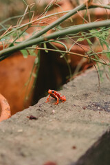 frog on the rock