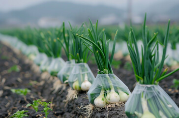 Obraz premium 1 Cvered onion rows growing the field with leaves wrapped around them to protect against wind and cold showing how they grow