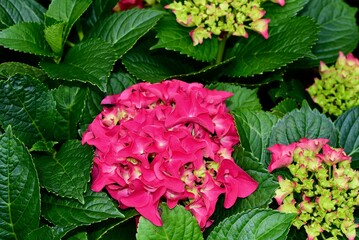 Fuchsia Glow red flowers blooming in daylight
