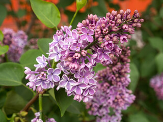 Obraz premium purple lilac in spring closeup