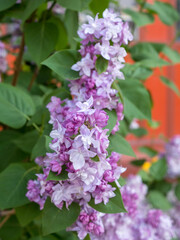 purple and white lilac in spring closeup