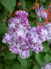 lilac in spring closeup
