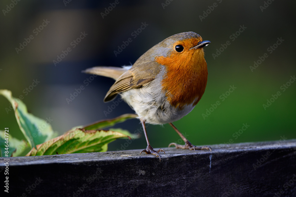 Wall mural Tiny bird perched on a wooden railing