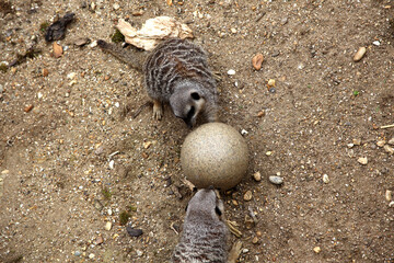 meerkats in the zoo, with a feeding toy