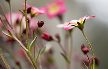 pink flowers in a garden near some tall green stems with leaves