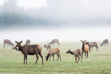 a herd of elk standing on top of a grass covered field