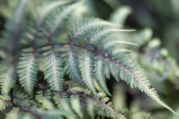 close - up of a fern on a lush green leafy plant