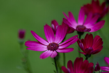 pink flowers growing out of a green field with many other flowers
