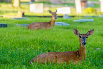 a couple of deer laying in a field of grass next to a dead sheep